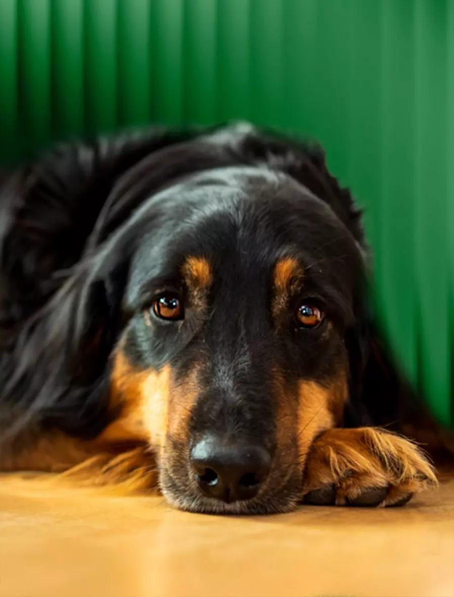 Ronja